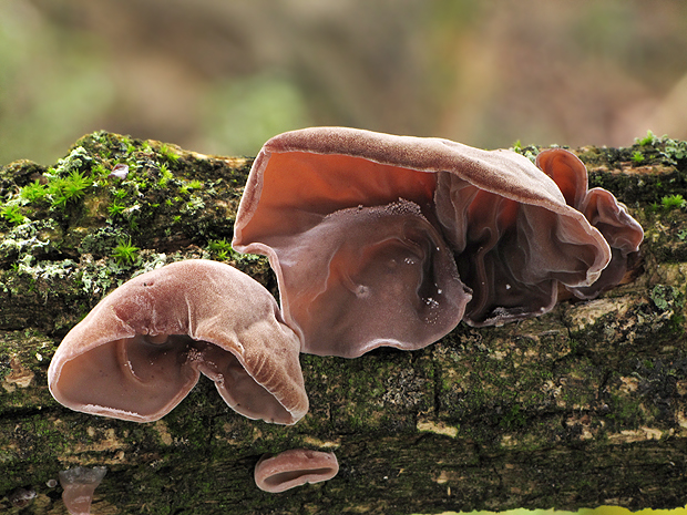 uchovec bazový Auricularia auricula-judae (Bull.) Quél.