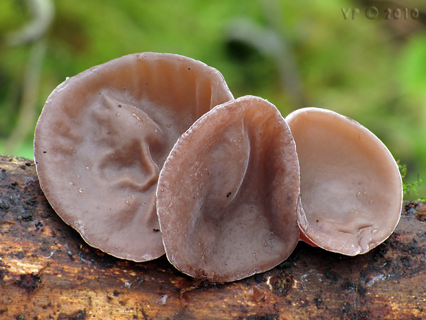 uchovec bazový Auricularia auricula-judae (Bull.) Quél.