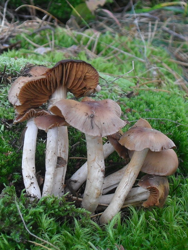 pavučinovec Cortinarius sp.