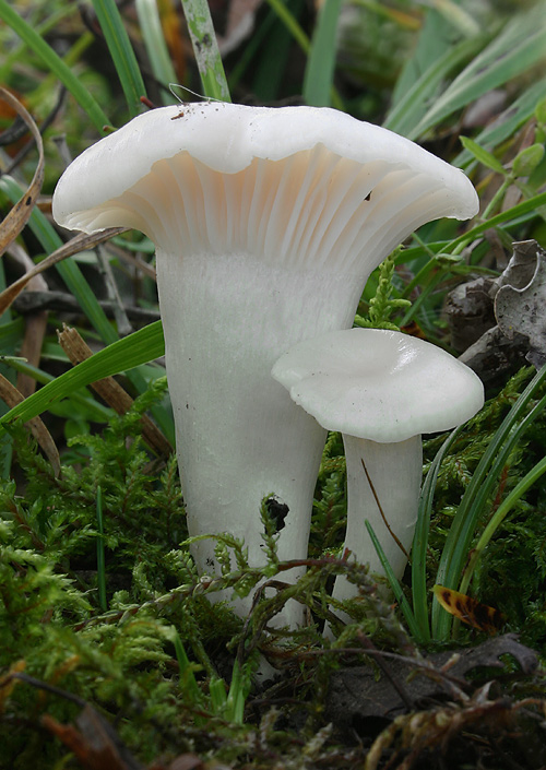 lúčnica snehobiela Cuphophyllus virgineus (Wulfen) Kovalenko