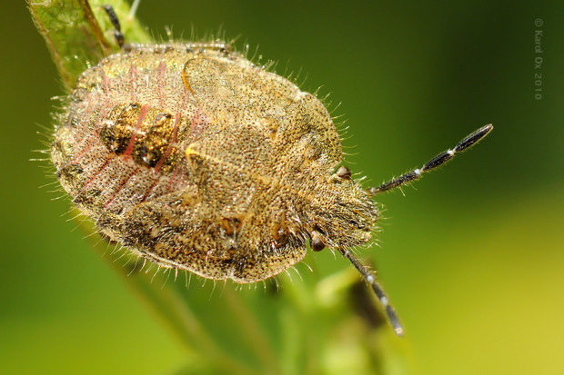 bzdocha obyčajná Dolycoris baccarum