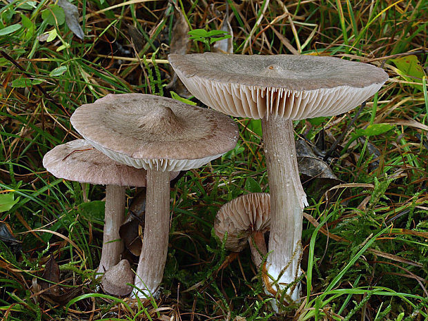 hodvábnica porfýrová Entoloma porphyrophaeum (Fr.) P. Karst.