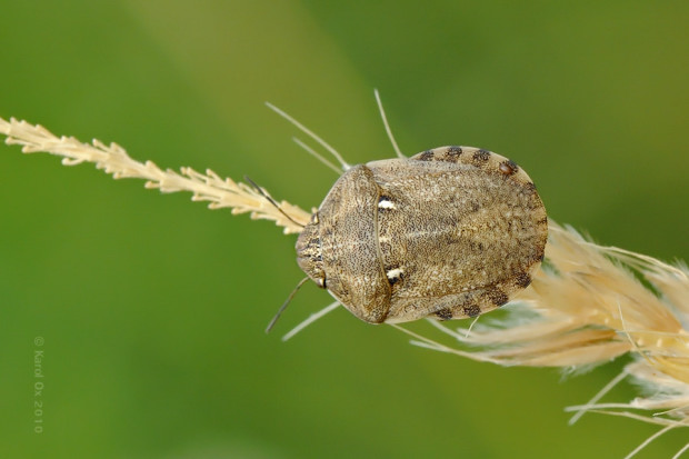 štítovka obilná Eurygaster maura
