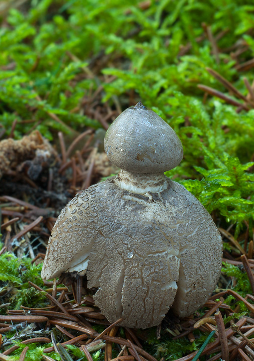 hviezdovka dlhokrčková Geastrum pectinatum Pers.