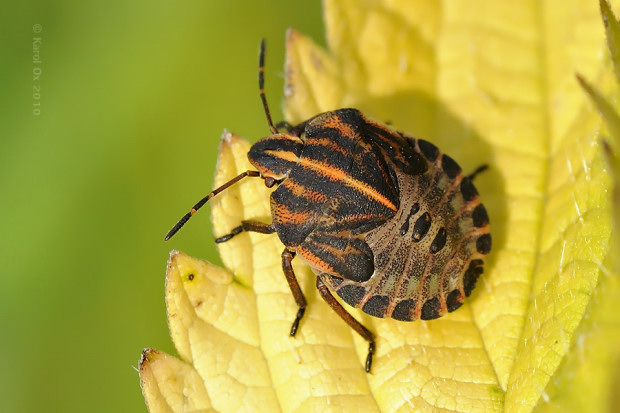 bzdocha pásavá Graphosoma italicum O. F. Müller, 1766