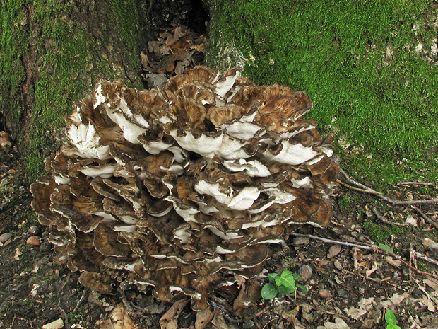 trsovnica lupeňovitá Grifola frondosa (Dicks.) Gray