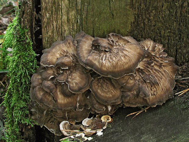 trsovnica lupeňovitá Grifola frondosa (Dicks.) Gray