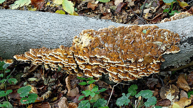 ryšavec bukový Inonotus nodulosus (Fr.) P. Karst.