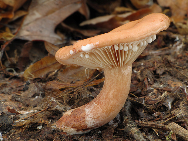 rýdzik Lactarius sp.