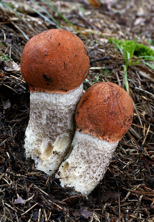 kozák smrekový Leccinum piceinum Pilát & Dermek