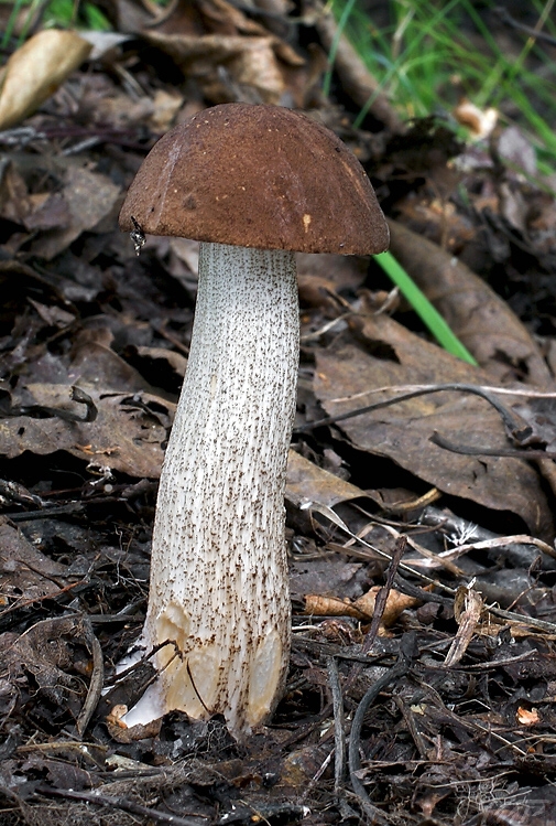 kozák brezový Leccinum scabrum (Bull.) Gray