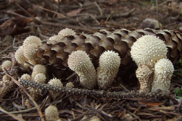 prášnica bradavičnatá Lycoperdon perlatum Pers.