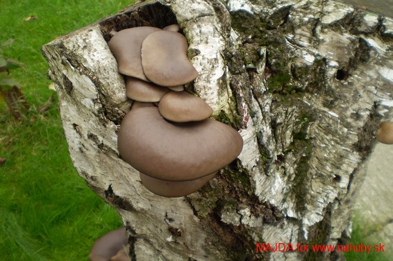 hliva Pleurotus sp.