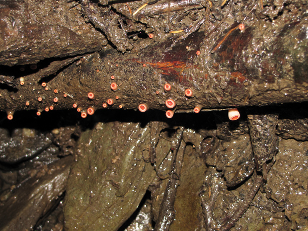 ,,Ohnivý " konár (Sarcoscypha sp.)