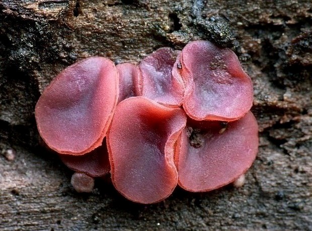 vrtidlovka Ascocoryne sp.