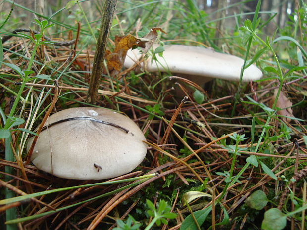 strmuľka inovaťová Clitocybe nebularis (Batsch) P. Kumm.