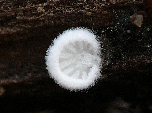 machovka Hobsonova Clitopilus hobsonii (Berk.) P.D. Orton