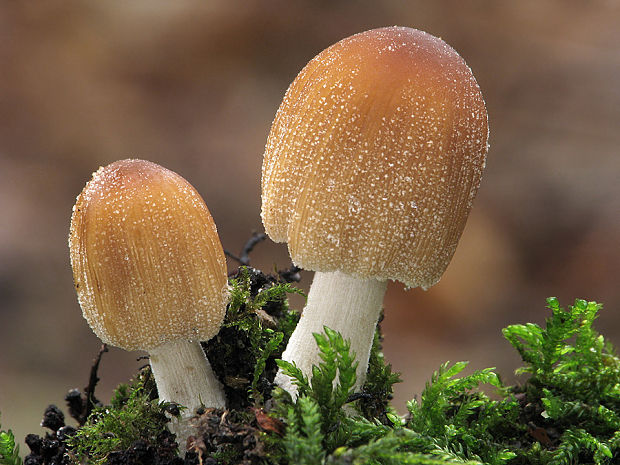 hnojník ligotavý Coprinellus micaceus? (Bull.) Vilgalys, Hopple & Jacq. Johnson