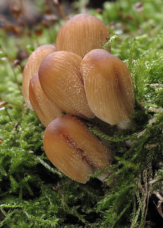 hnojník Coprinus sp.