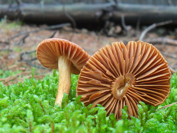 pavučinovec Cortinarius sp.