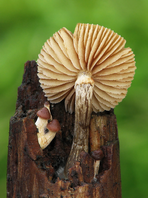 kapucňovka okrovohnedastá Galerina marginata (Batsch) Kühner