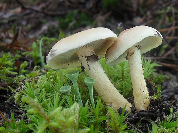 strapcovka zväzkovitá Hypholoma fasciculare (Huds.) P. Kumm.