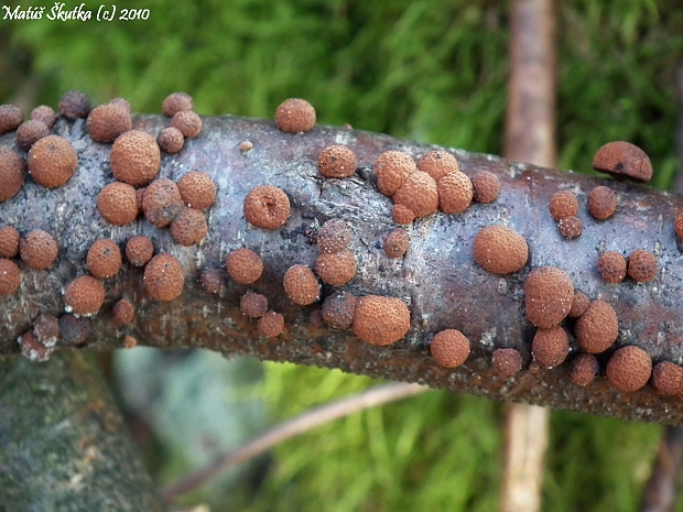 drevovček bukový Hypoxylon fragiforme (Pers.) J. Kickx f.