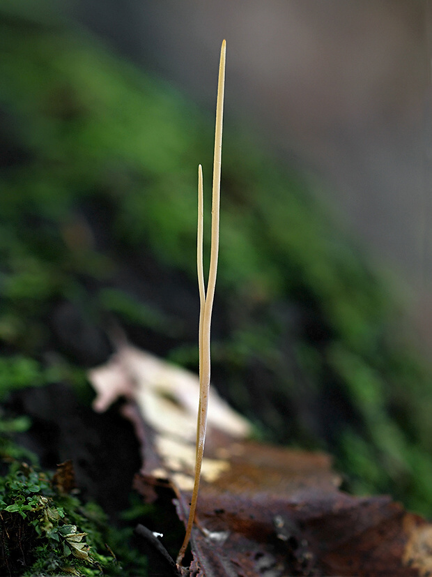 kyjovka tenká Macrotyphula juncea (Alb. & Schwein.) Berthier