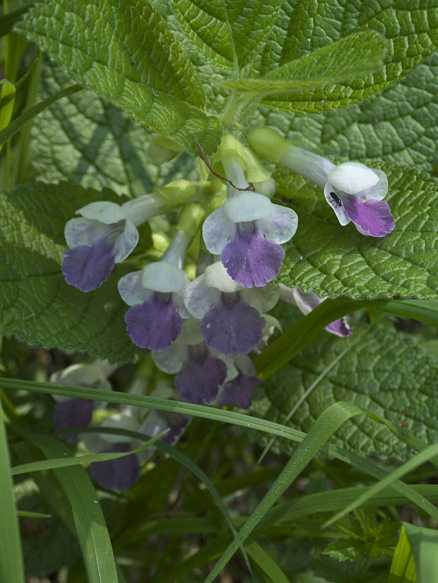 medúnka medovkolistá Melittis melissophyllum L.