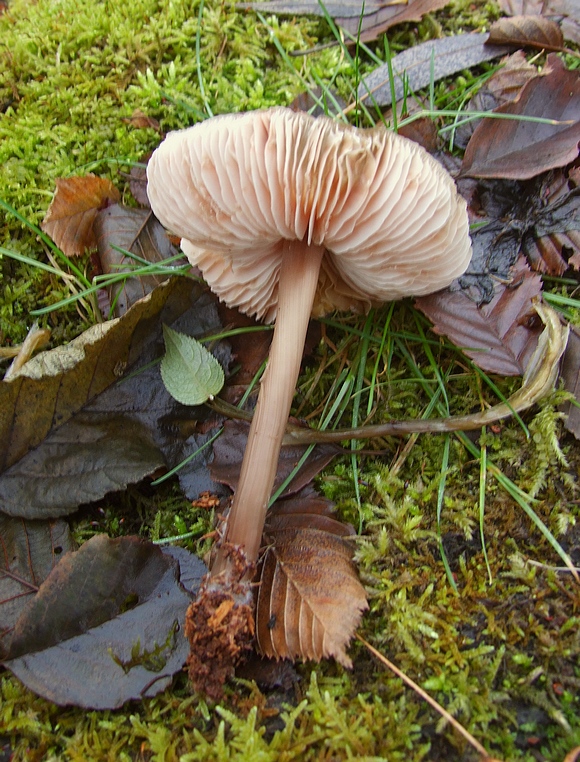 prilbička ružovolupeňová Mycena galericulata (Scop.) Gray