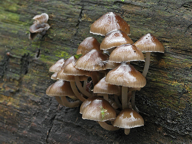 prilbička hnedosivá Mycena tintinnabulum (Paulet) Quél.