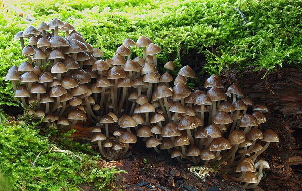 prilbička hnedosivá Mycena tintinnabulum (Paulet) Quél.