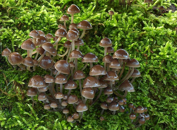 prilbička hnedosivá Mycena tintinnabulum (Paulet) Quél.