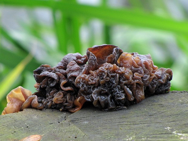 rôsolovka Phaeotremella frondosa (Fr.) Spirin & V. Malysheva