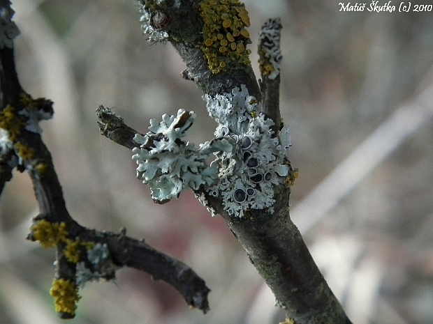 fyscia hviezdovitá Physcia stellaris (L.) Nyl.