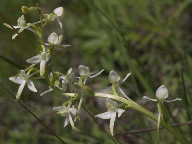 vemenník dvojlistý Platanthera bifolia (L.) Rich.