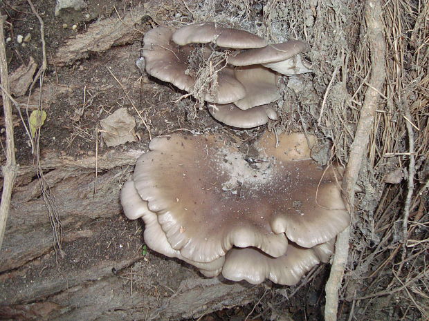 hliva ustricovitá Pleurotus ostreatus (Jacq.) P. Kumm.