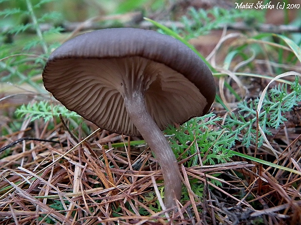 strmulica čiaškovitá Pseudoclitocybe cyathiformis (Bull.) Singer