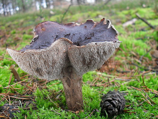 jelenkovec škridlicovitý Sarcodon imbricatus (L.) P. Karst.