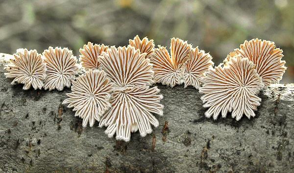 klanolupeňovka obyčajná Schizophyllum commune Fr.