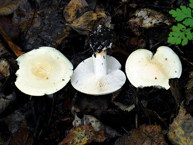 čírovka Tricholoma sp.