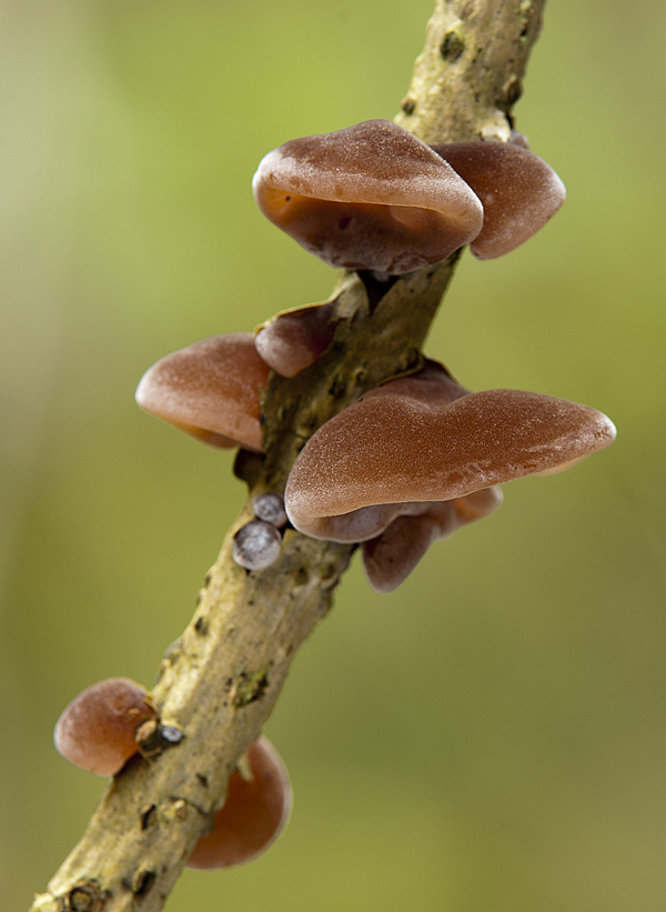 uchovec bazový Auricularia auricula-judae (Bull.) Quél.