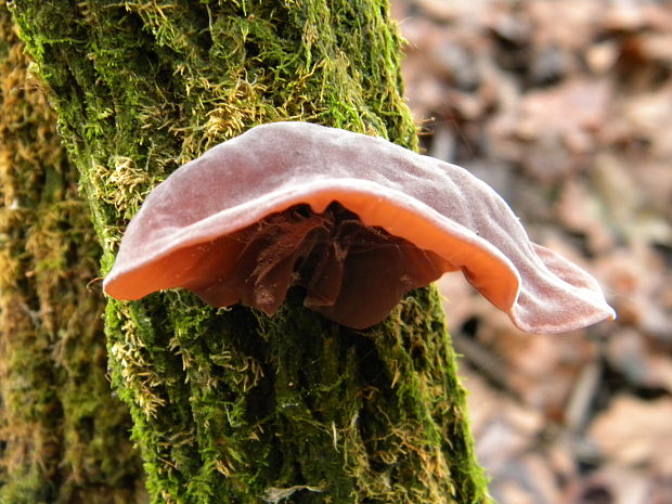 uchovec bazový Auricularia auricula-judae (Bull.) Quél.