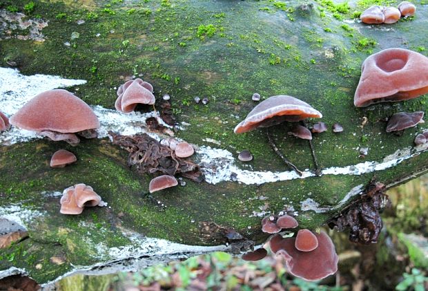 uchovec bazový Auricularia auricula-judae (Bull.) Quél.