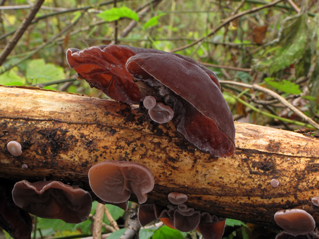 uchovec bazový Auricularia auricula-judae (Bull.) Quél.