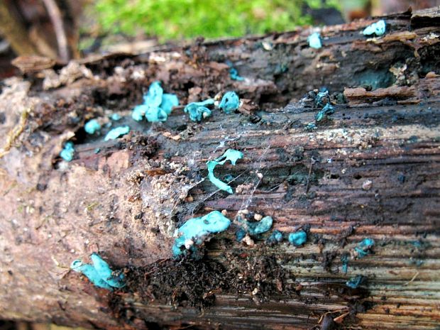 zelenica Chlorociboria sp.