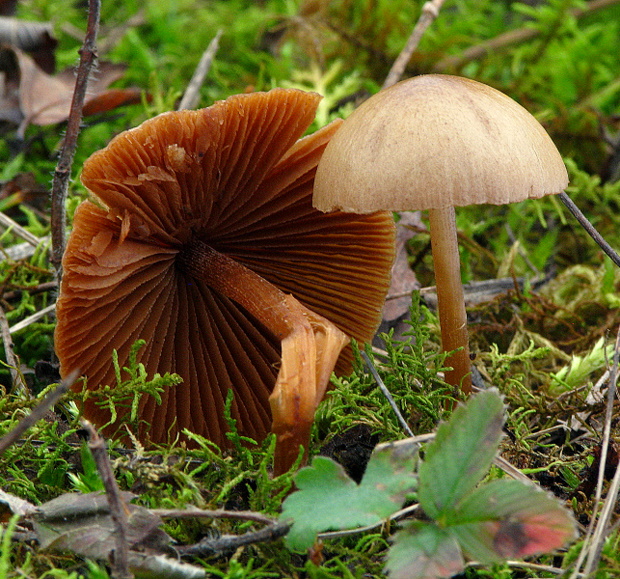 kapucňovec polguľovitý Conocybe semiglobata Kühn.ex Sing.