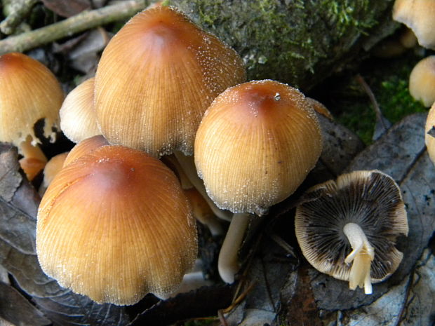 hnojník ligotavý Coprinellus micaceus (Bull.) Vilgalys, Hopple & Jacq. Johnson