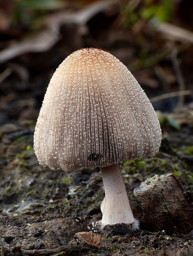 hnojník Coprinus sp.