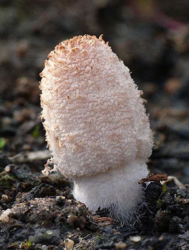 hnojník Coprinus sp.